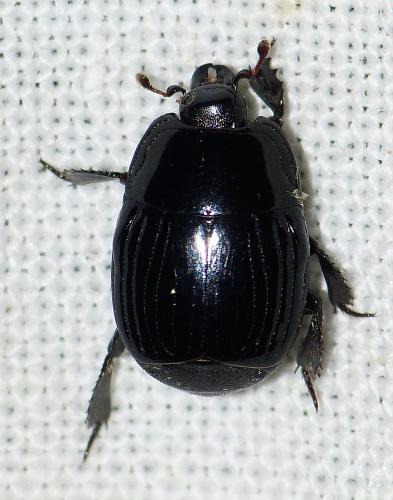 Margarinotus merdarius