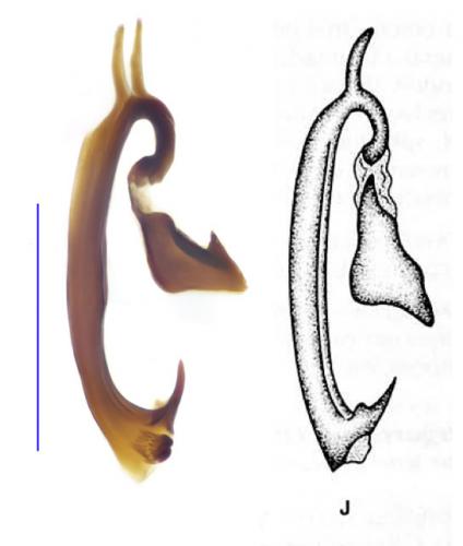 Margarinotus carbonarius carbonarius