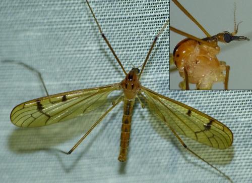 Metalimnobia bifasciata