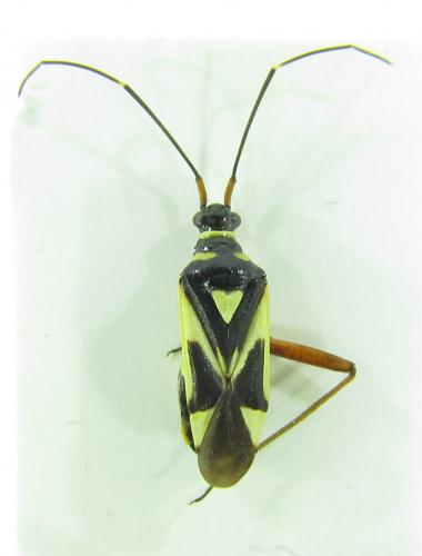 Réf. 150 619 : Grypocoris melanopygus