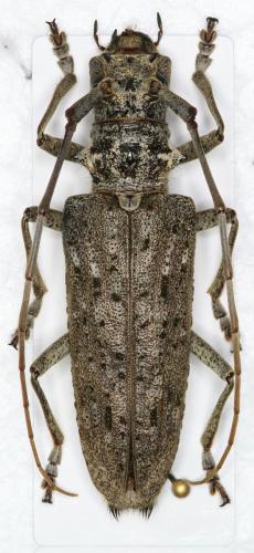 Monochamus notatus