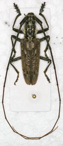 Monochamus notatus