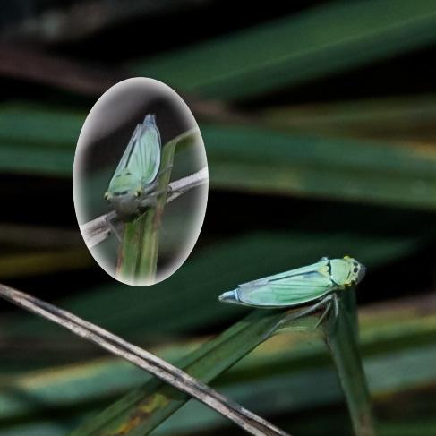 Cicadella viridis
