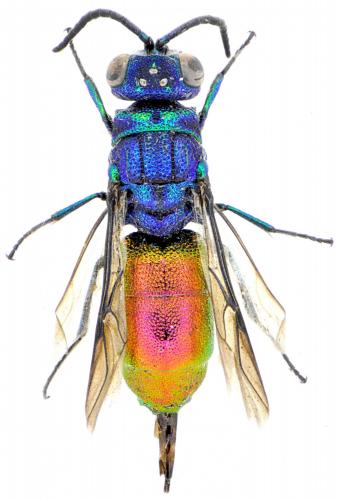 Réf. 150 489 : Chrysis sp.