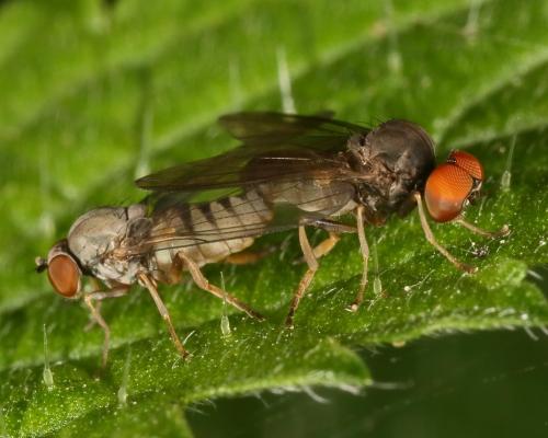 Protoclythia modesta