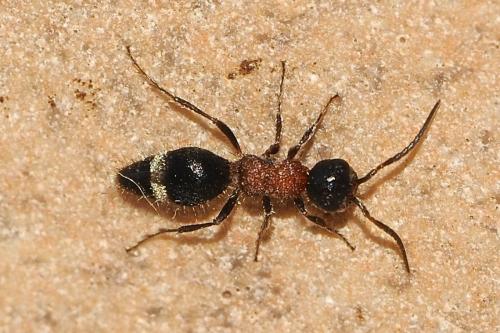 Bidecoloratilla sp.