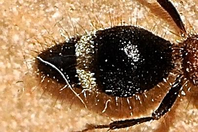 Bidecoloratilla sp.