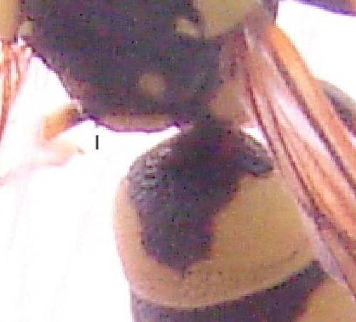 Réf. 150 516 : Eumeninae inconnu