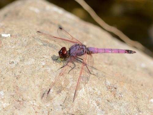 Réf. 150 270 : Trithemis annulata