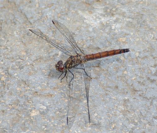 Réf. 150 273 : Trithemis annulata