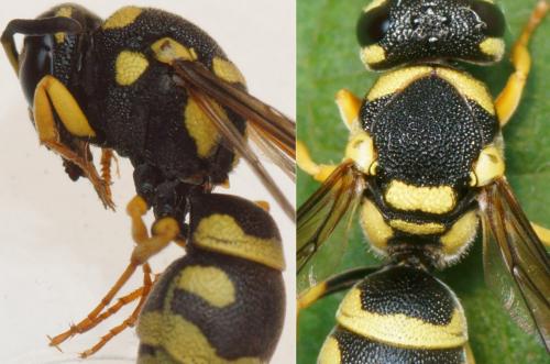 Antepipona sp.