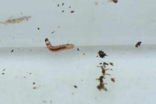 Réf. 150 082 : Duponchelia fovealis