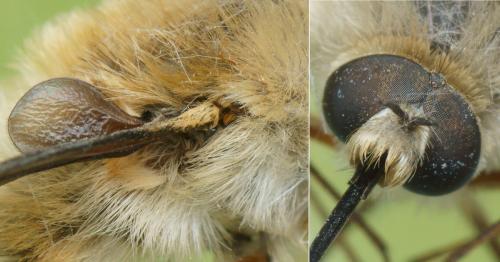 Bombylius sp.