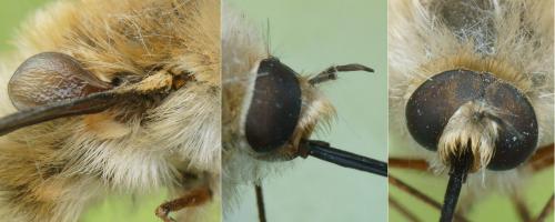 Bombylius sp.