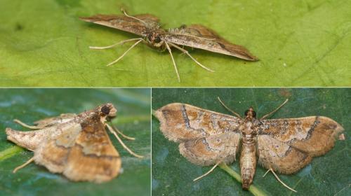 Hydriris ornatalis