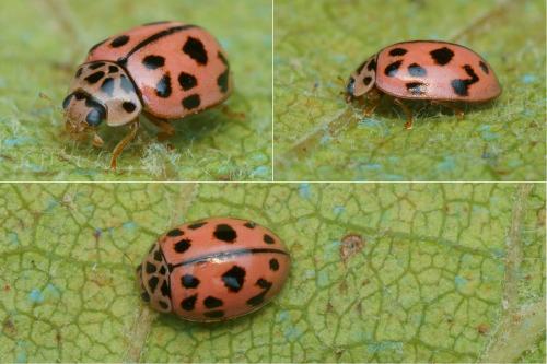 Réf. 150 271 : Oenopia conglobata