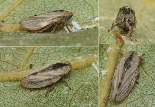 Philaenus spumarius