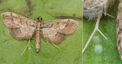 Réf. 150 247 : Hydriris ornatalis