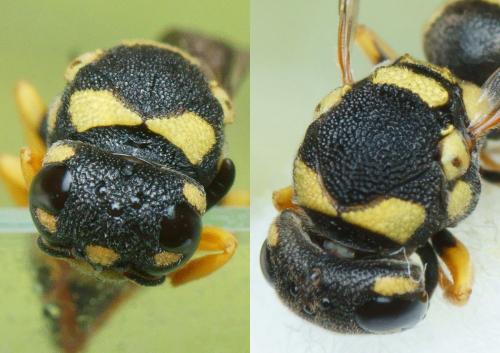 Antepipona sp.