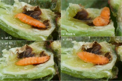 Craneiobia corni