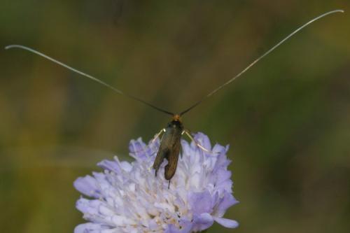 Réf. 150 392 : Nemophora metallica