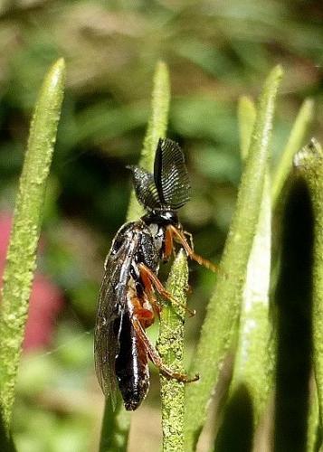 Réf. 150 183 : Neodiprion sertifer