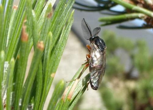 Réf. 150 184 : Neodiprion sertifer