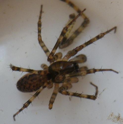 Réf. 150 447 : Neriene montana