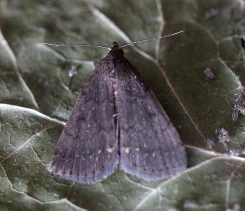 Réf. 150 233 : Nodaria nodosalis