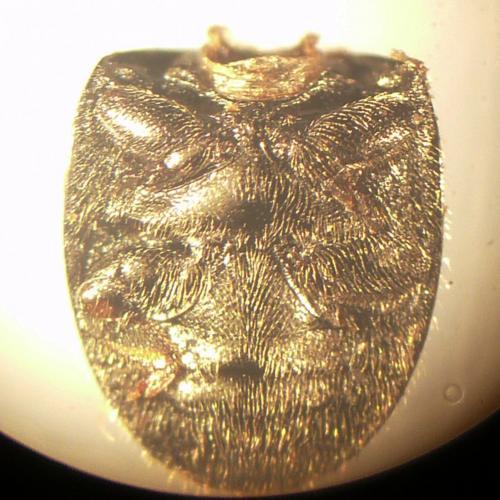 Scymnus sp.