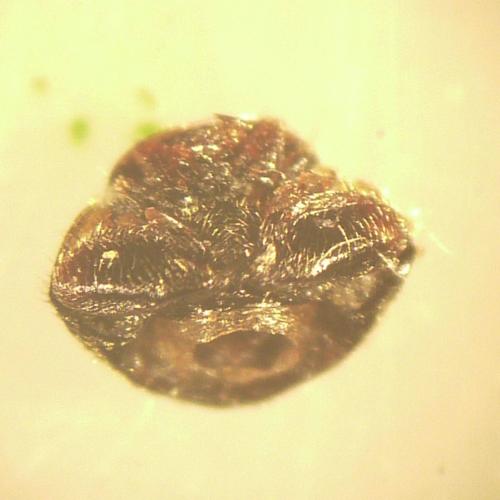 Scymnus sp.