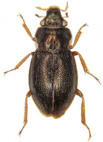 Réf. 150 443 : Ochthebius bifoveolatus