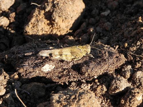 Réf. 150 569 : Oedipoda caerulescens