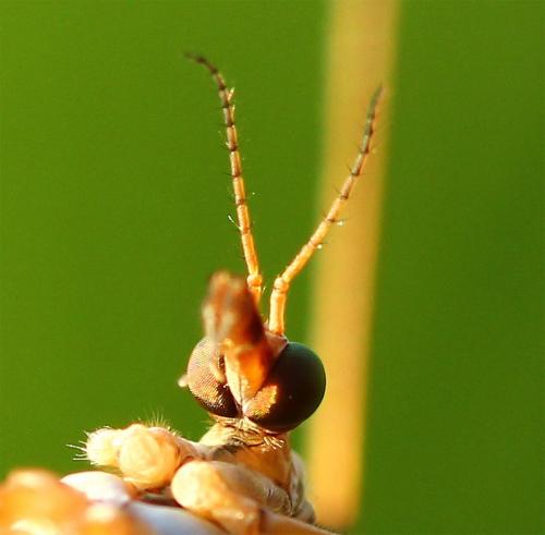 Tipula oleracea