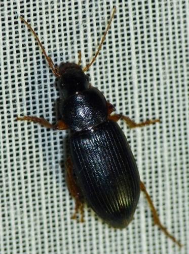 Ophonus sp.