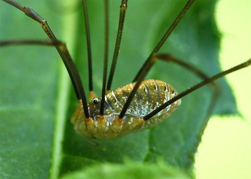 Réf. 150 385 : Opilio canestrinii