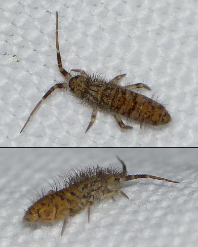Réf. 150 940 : Orchesella villosa