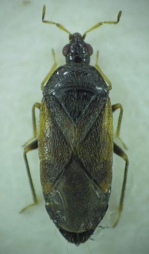 Orius sp.