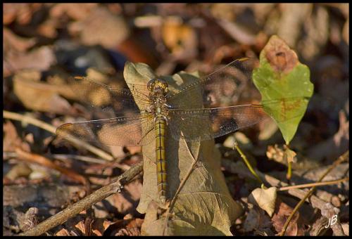 Orthetrum coerulescens