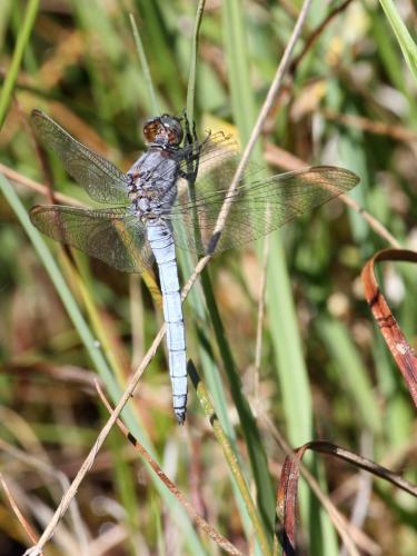 Orthetrum coerulescens