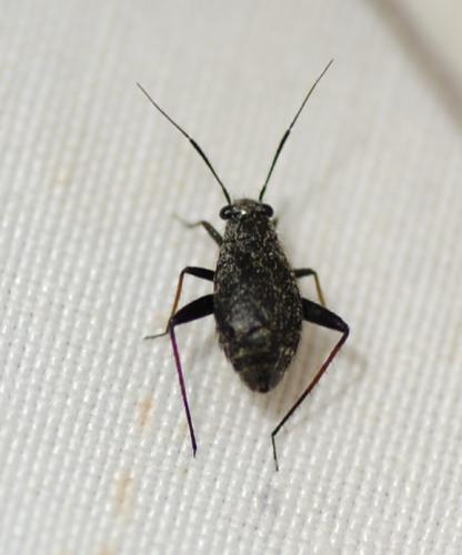 Orthocephalus saltator