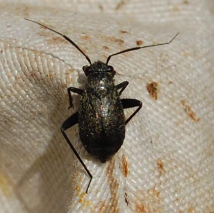 Réf. 150 639 : Orthocephalus sp.