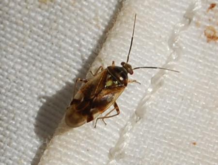 Réf. 150 426 : Orthops sp.