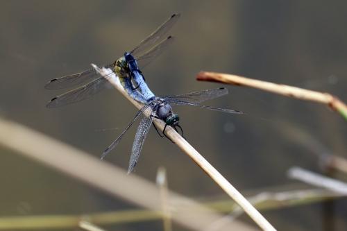 Orthetrum cancellatum