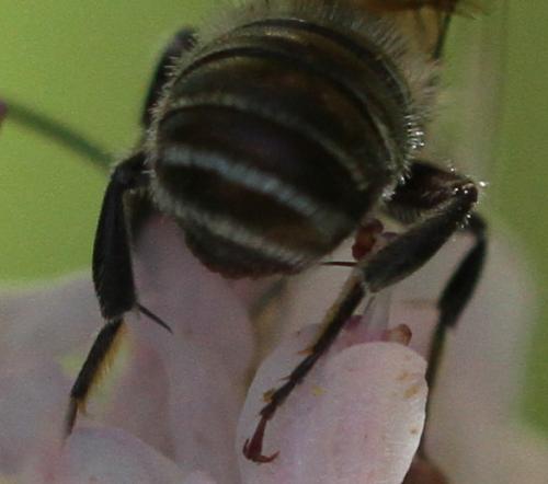 Osmia sp.