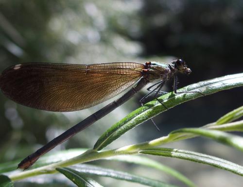 Calopteryx virgo
