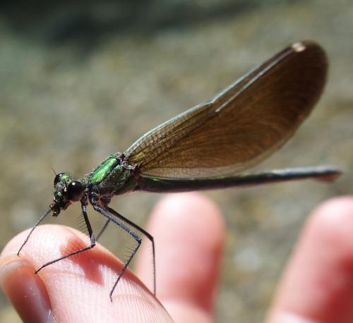 Réf. 150 968 : Calopteryx virgo
