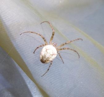 Réf. 150 624 : Metellina sp.