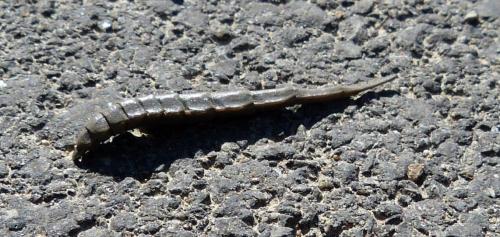 Réf. 150 072 : Stratiomys longicornis
