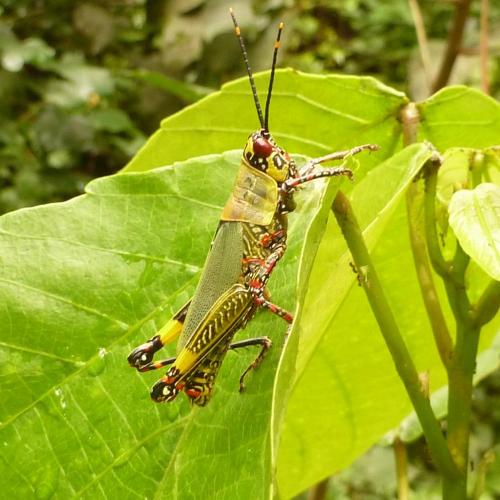 Zonocerus variegatus